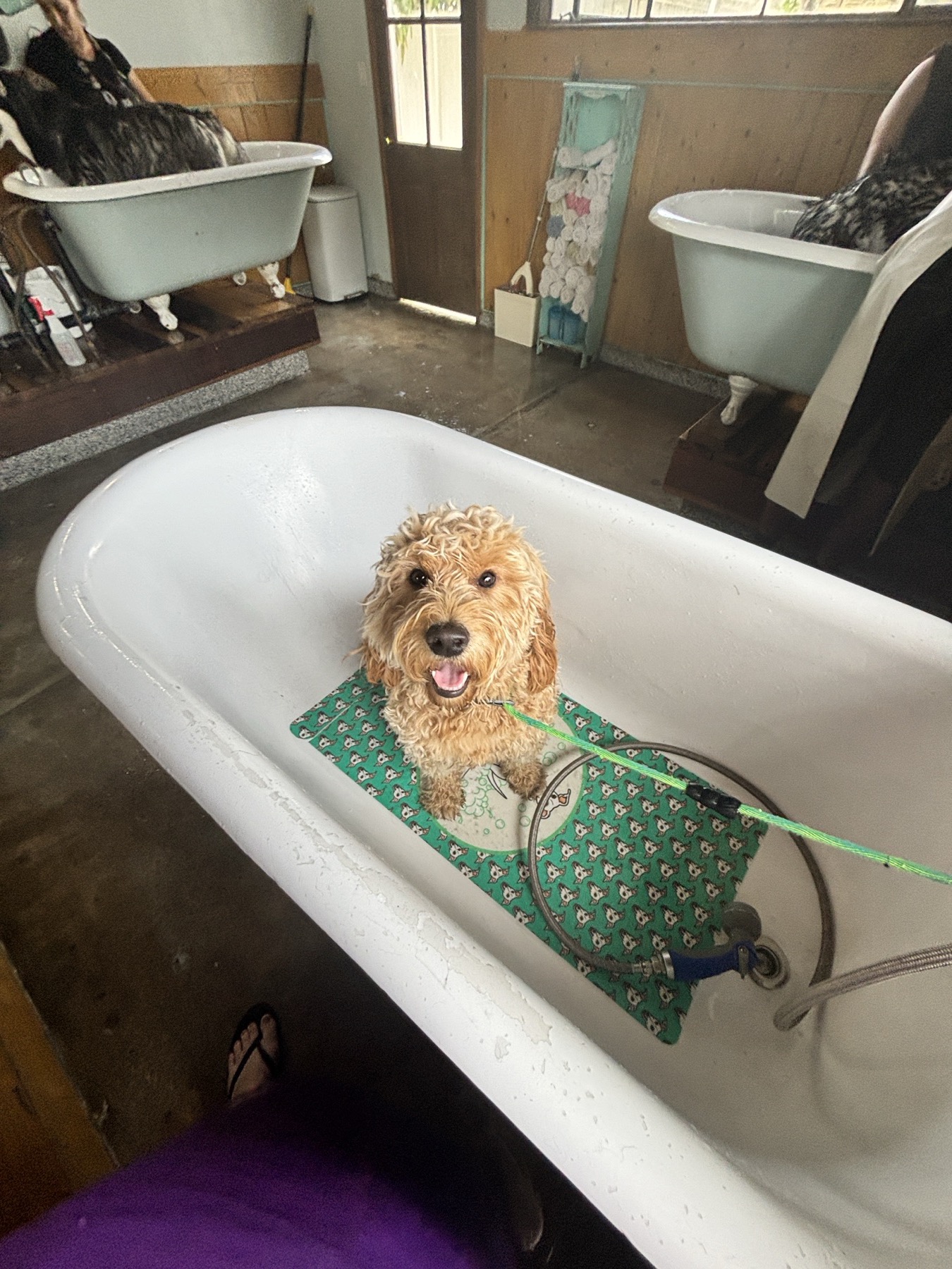 Arie getting a bath