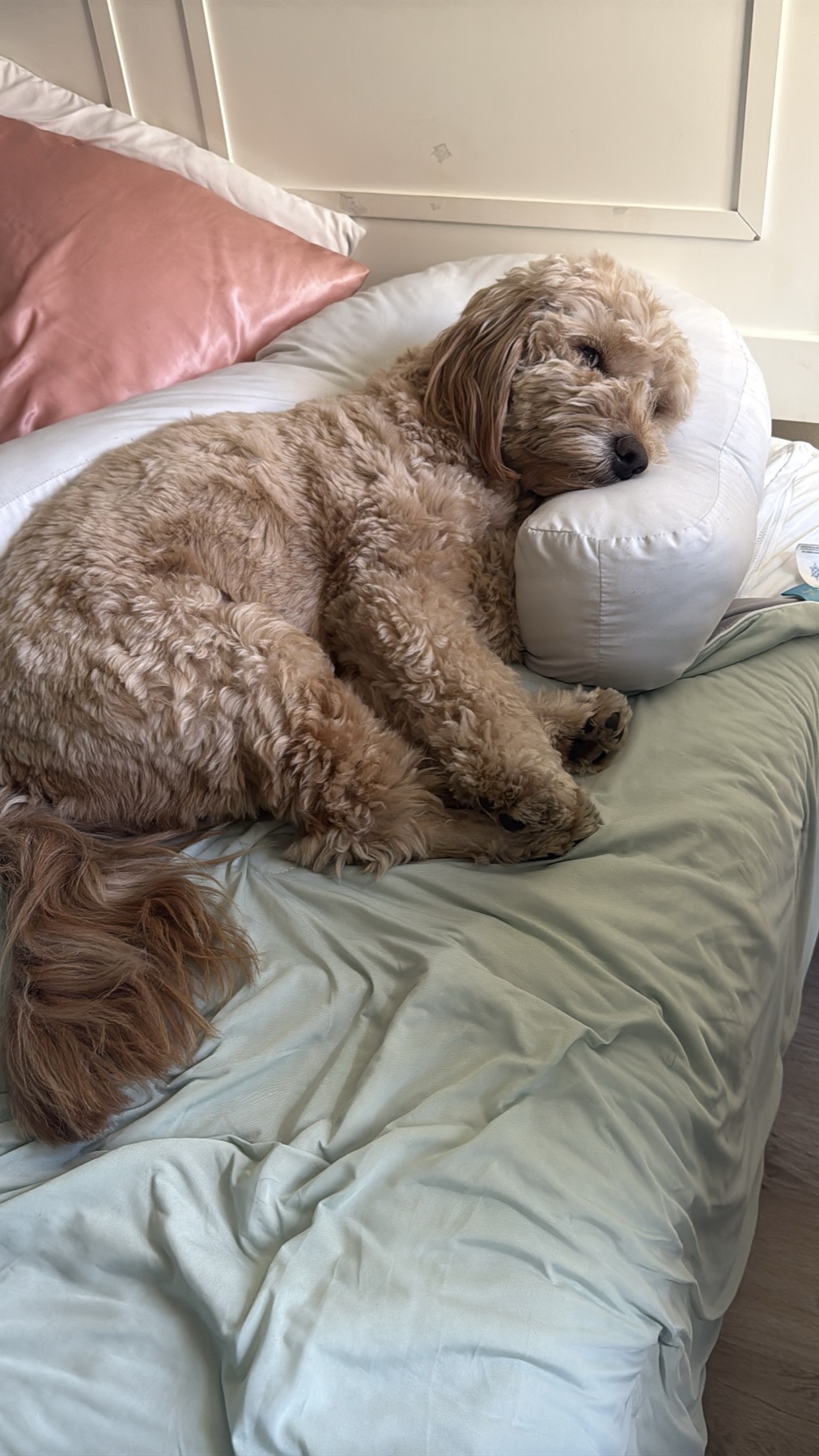 Goldendoodle Separation Anxiety