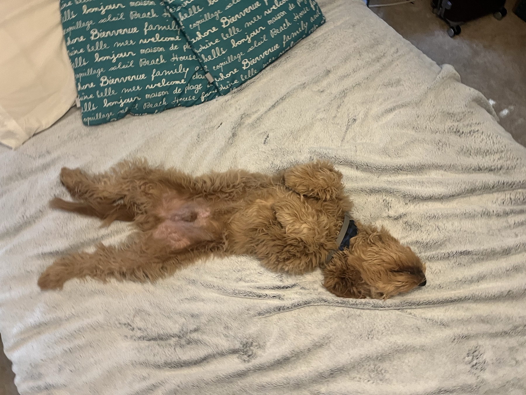 How to Keep a Dog Entertained on a Rainy Day