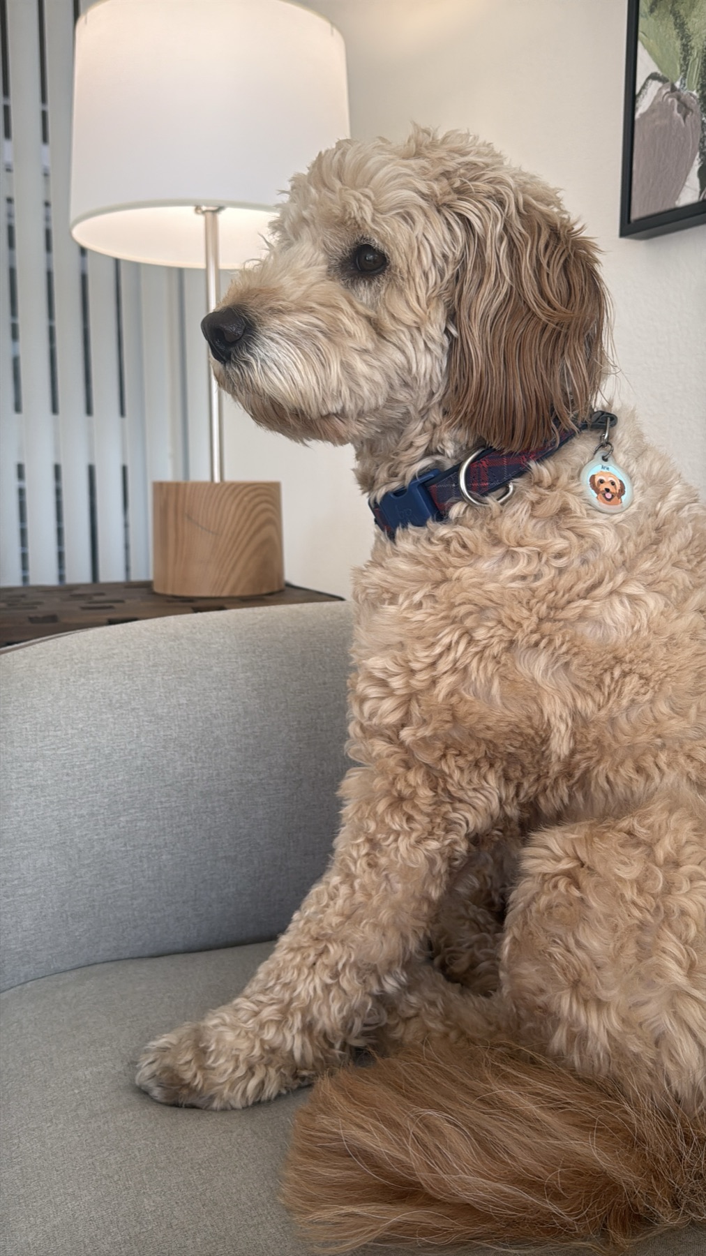 The Goldendoodle Grooming Guide