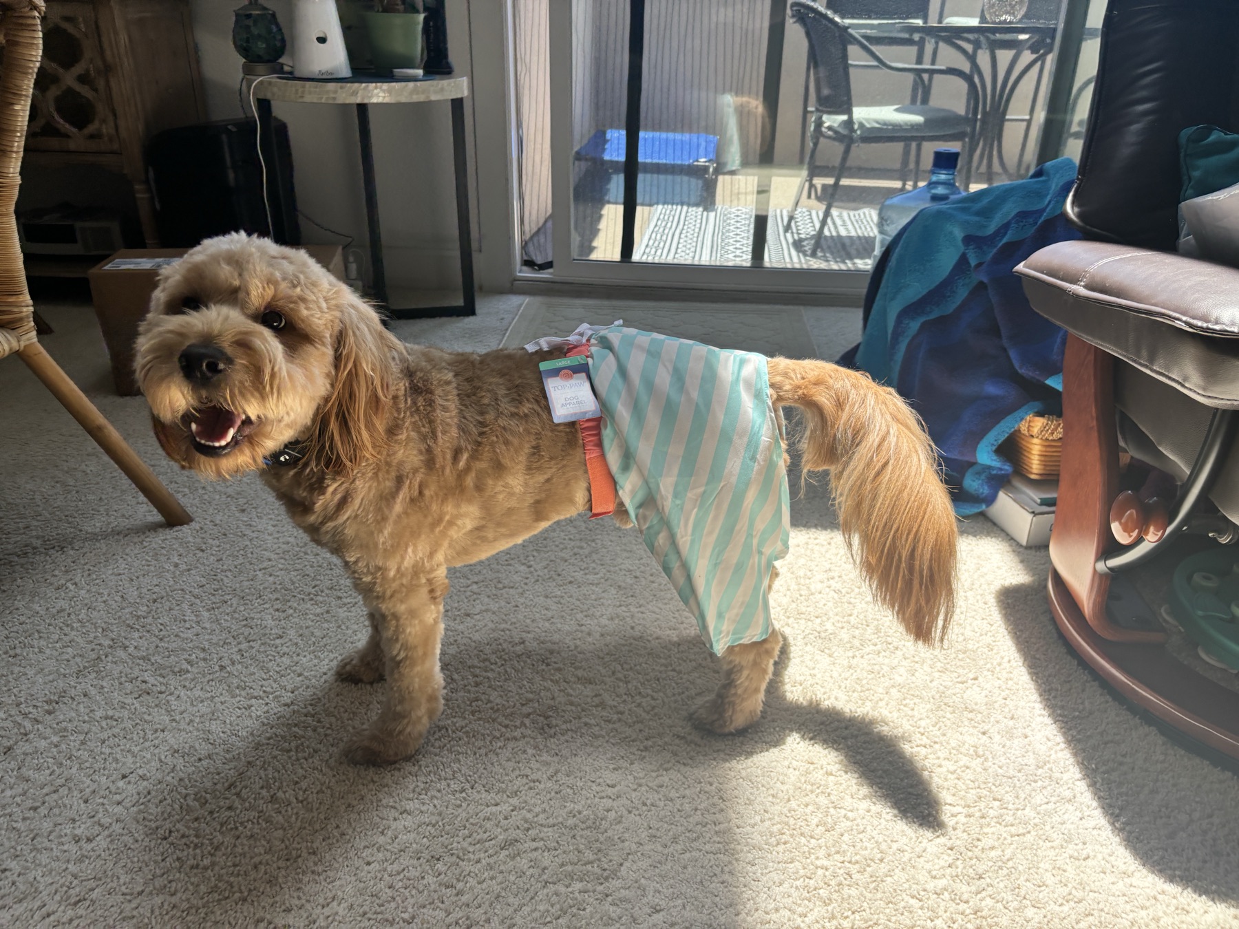 How to Find a Good Dog Groomer
