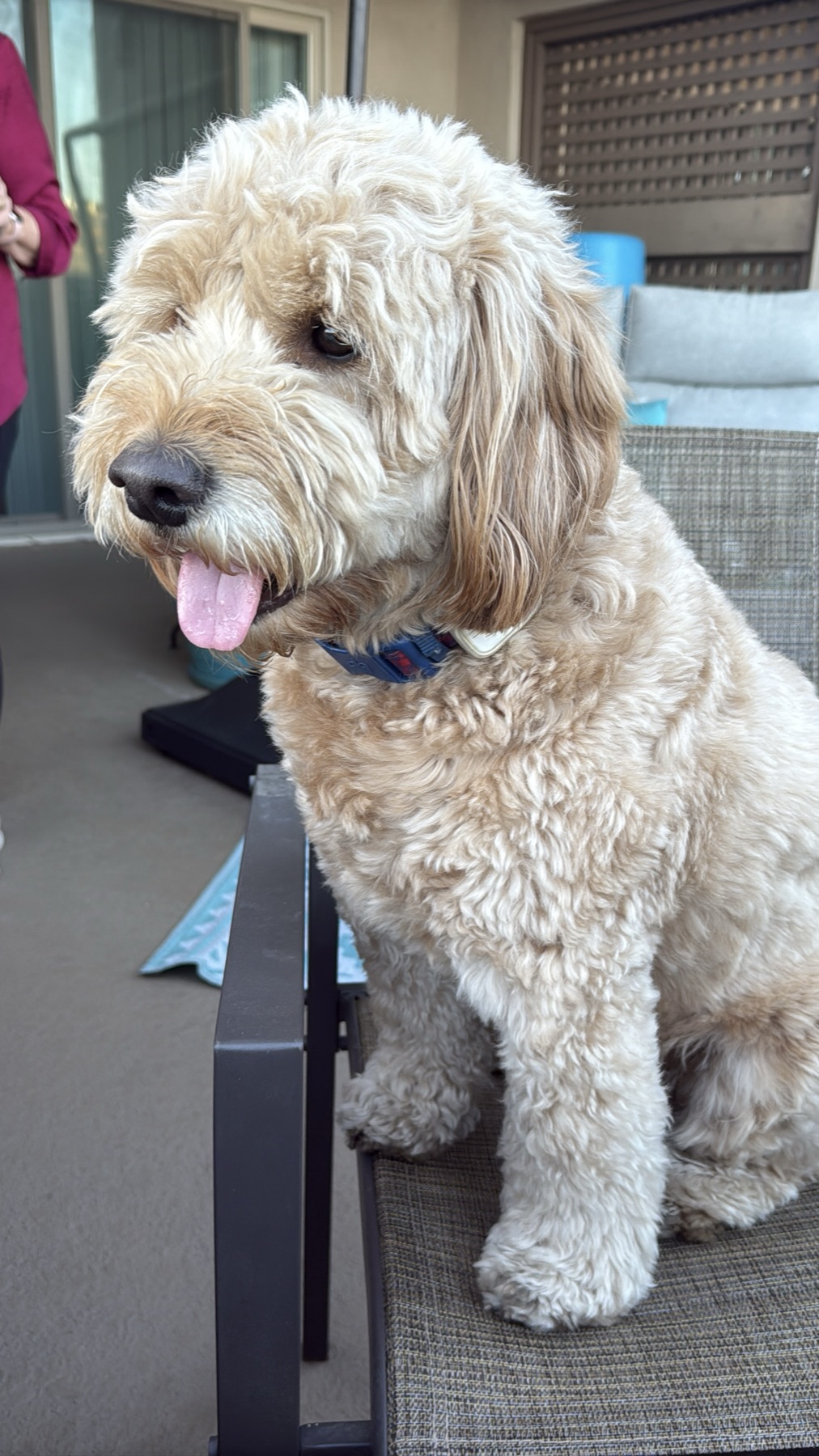 How Much Does It Actually Cost to Groom a Goldendoodle?