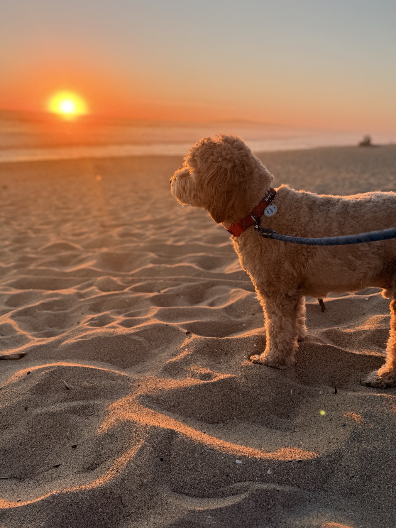 Arie at the beach at sunset