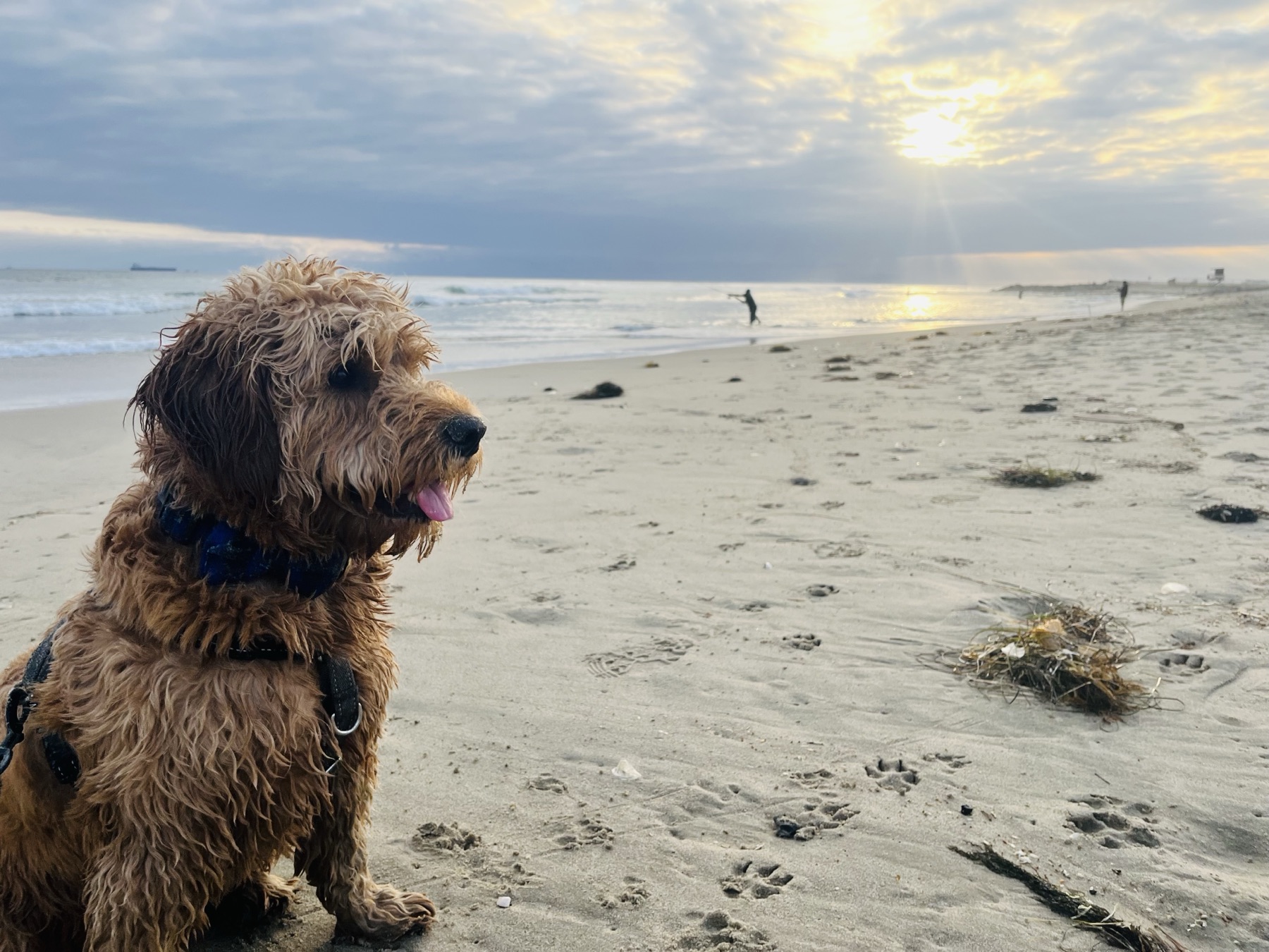 What to Pack for a Day at the Dog Beach