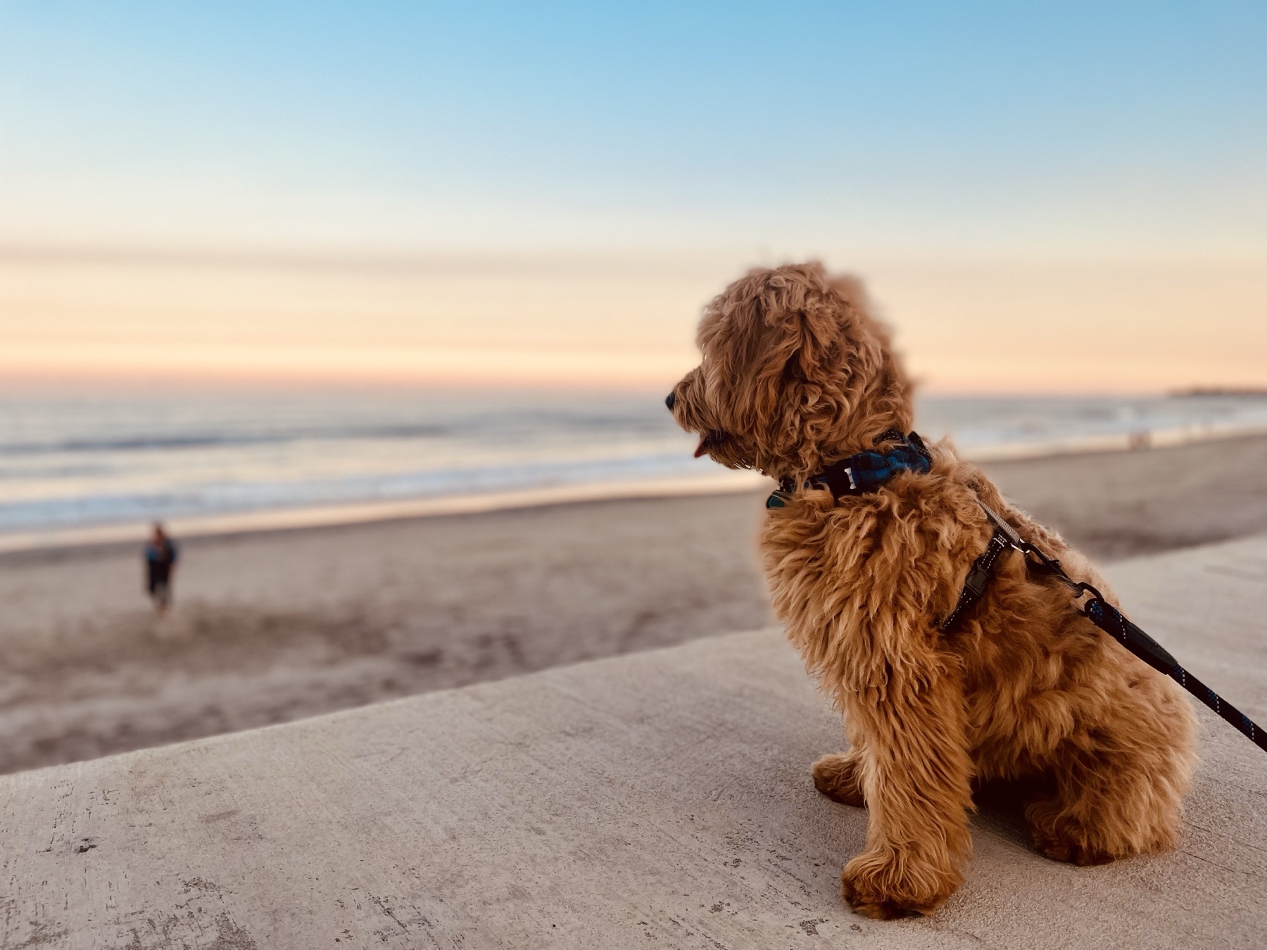 Newport Beach Dog Guide
