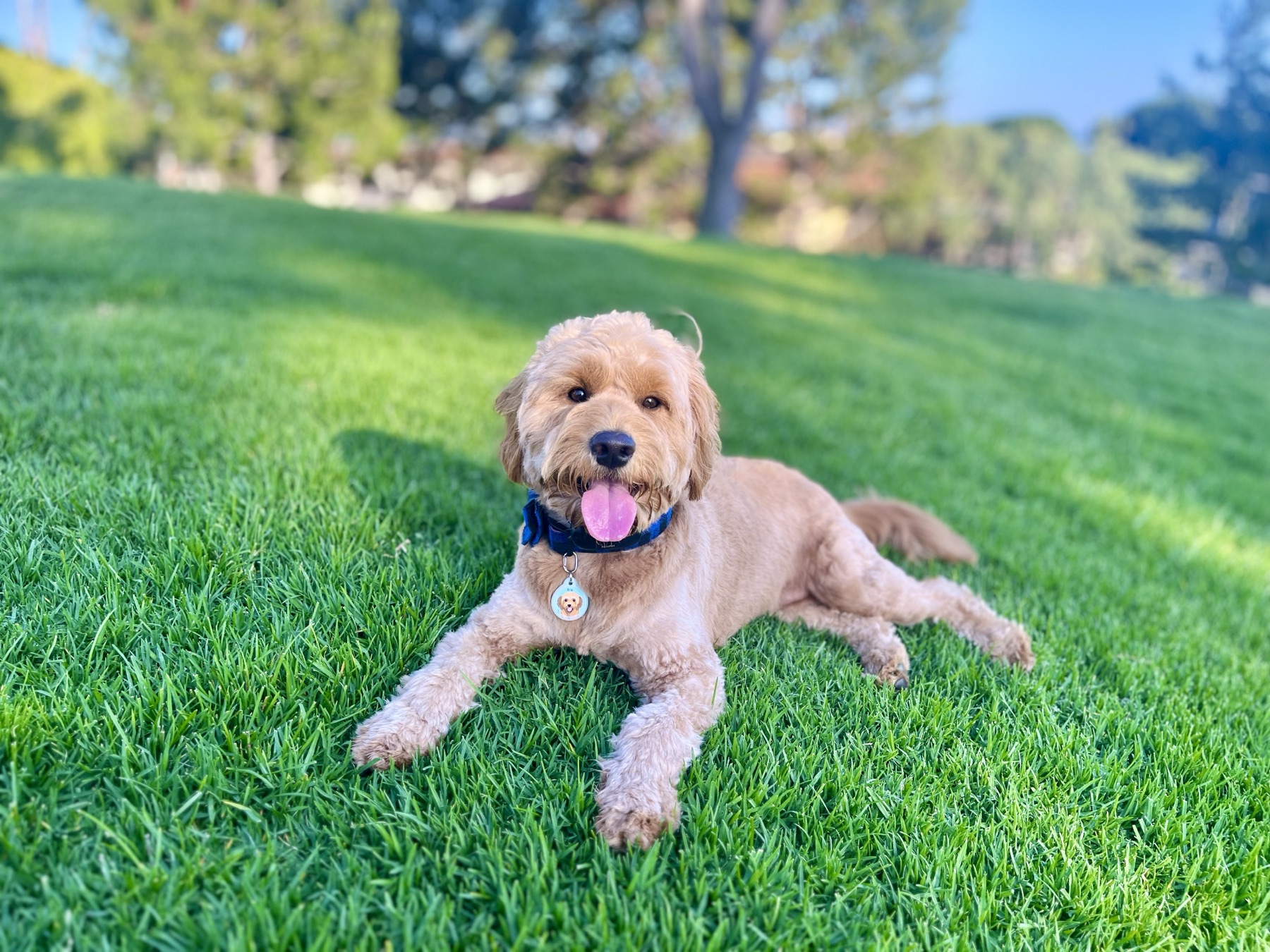 Best Dog-Friendly Hiking Trails in Orange County
