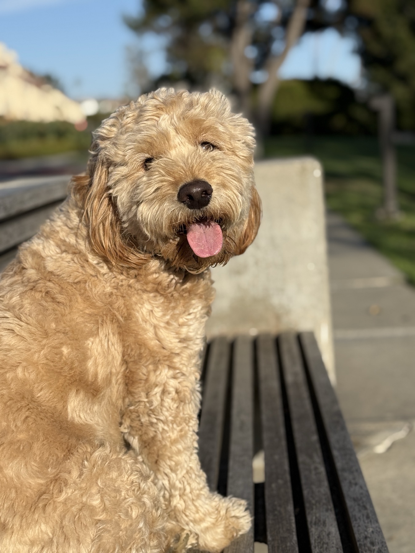 Dog Park Etiquette Nobody Talks About