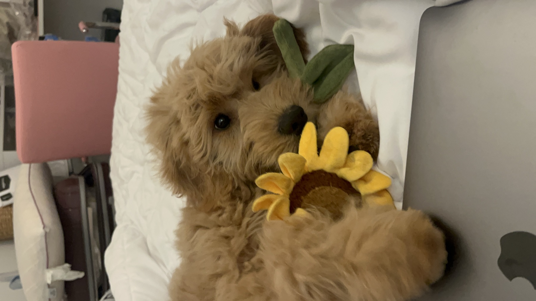 How to Keep a Goldendoodle Cool in Summer Heat