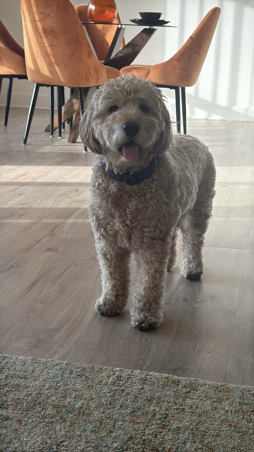 Puppy vs. Adult Goldendoodle: Which Is Right for You?