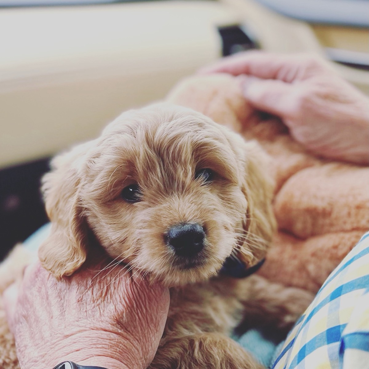 What to feed a Goldendoodle