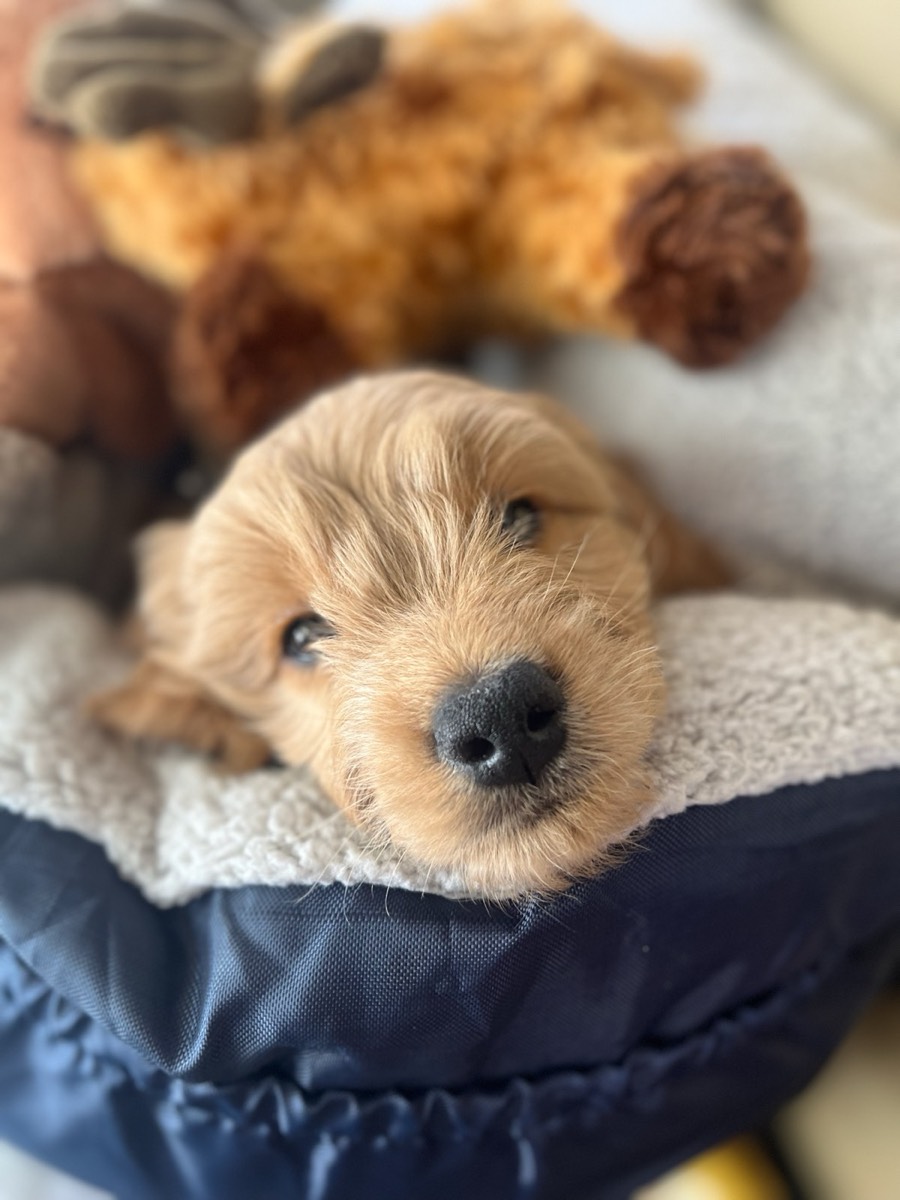 Goldendoodle Exercise Needs: How Much Is Actually Enough?