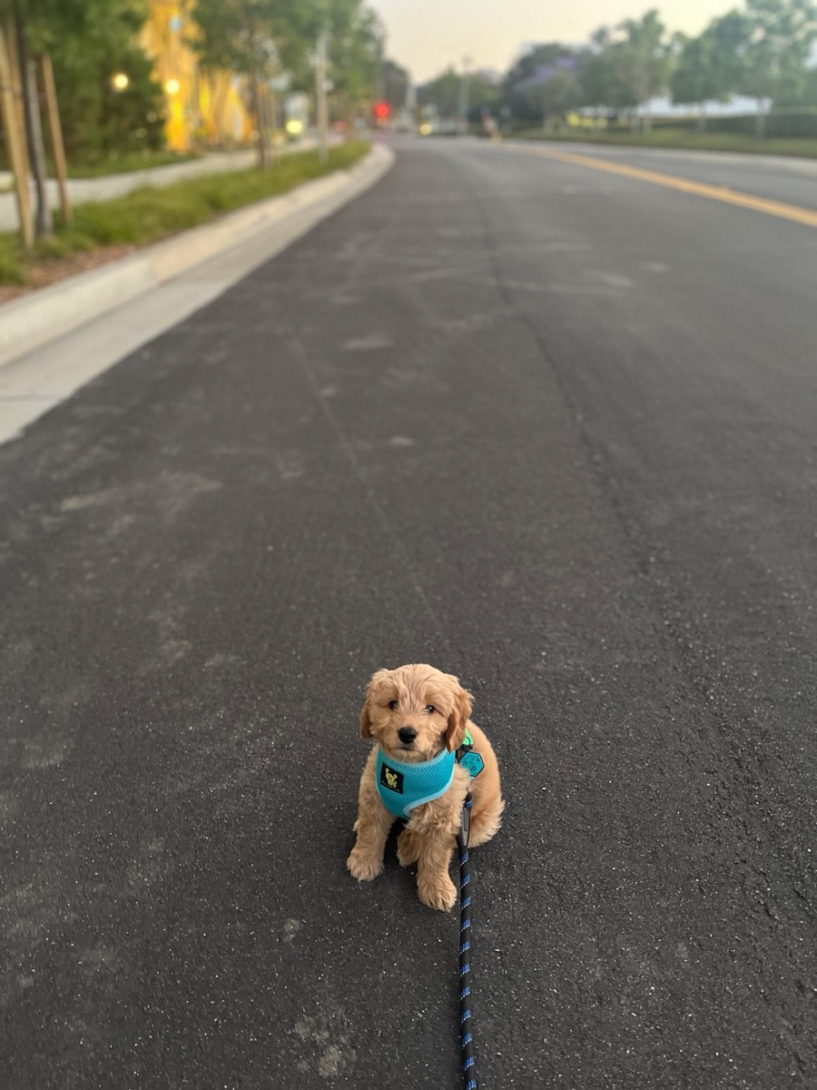 How to Stop a Dog From Pulling on the Leash
