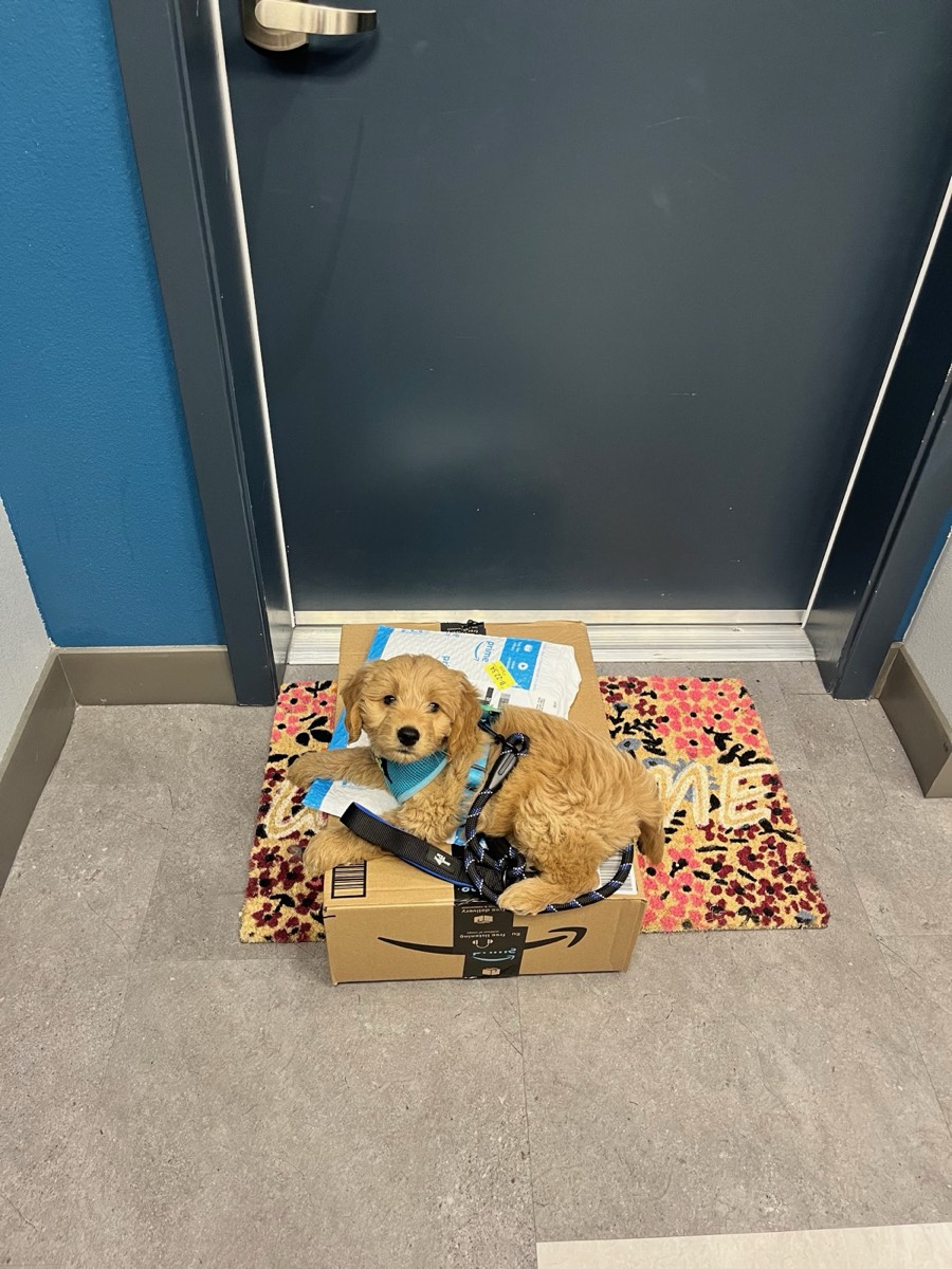 How to Crate Train a Dog