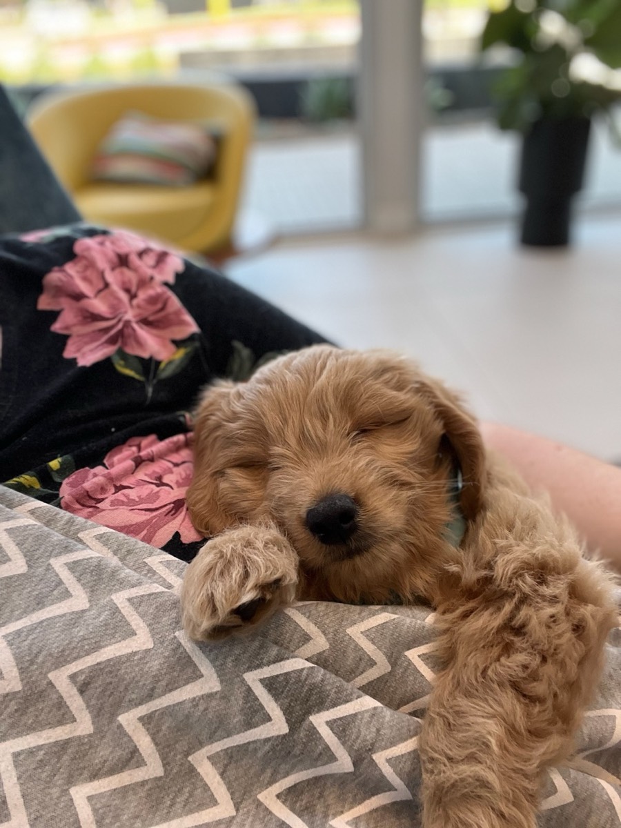 The Best Pet-Friendly Hotels in Southern California