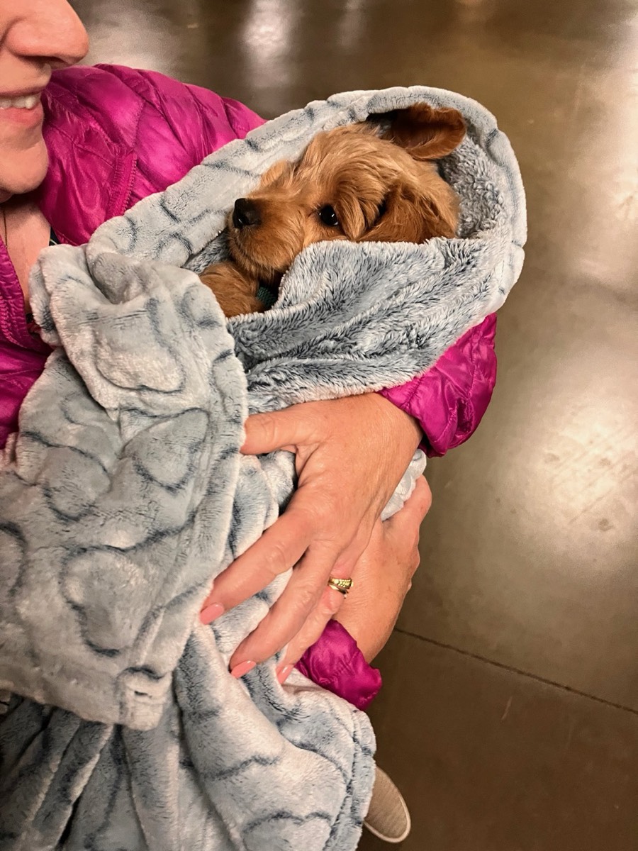 How to Introduce Your Dog to a New Baby