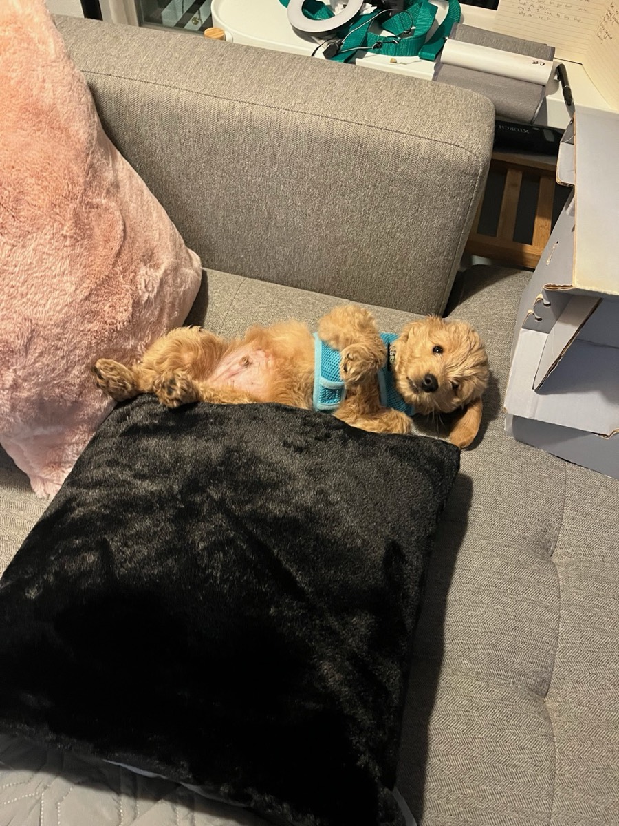 What I Wish I Knew Before Getting a Goldendoodle