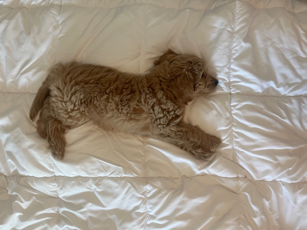 Goldendoodle Health Issues to Know Before You Get One