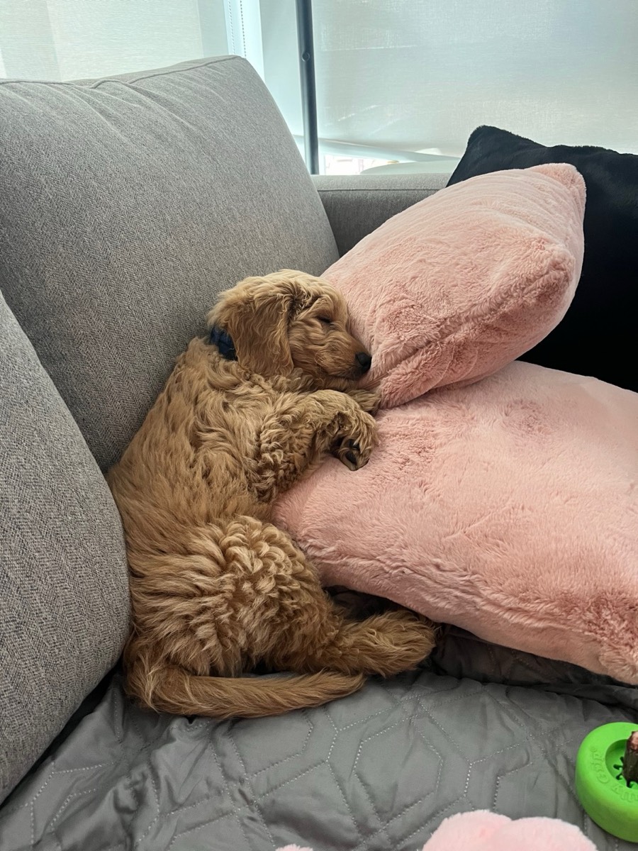 The Honest Cost of Owning a Goldendoodle