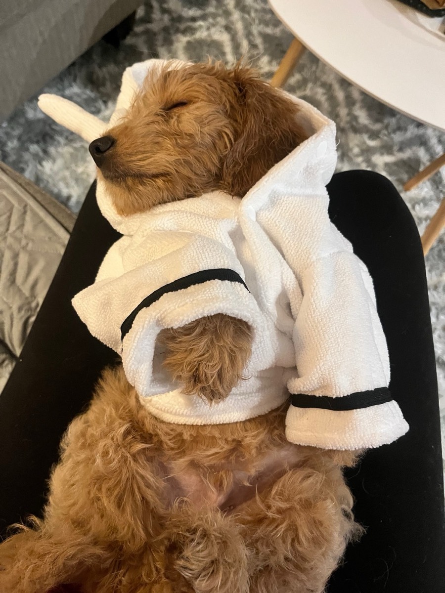 The Real Cost of a Goldendoodle's First Year