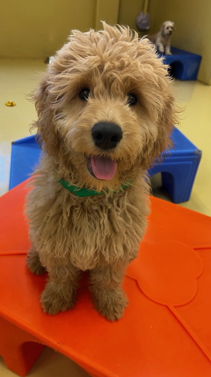 How to Find a Good Dog Trainer in Orange County