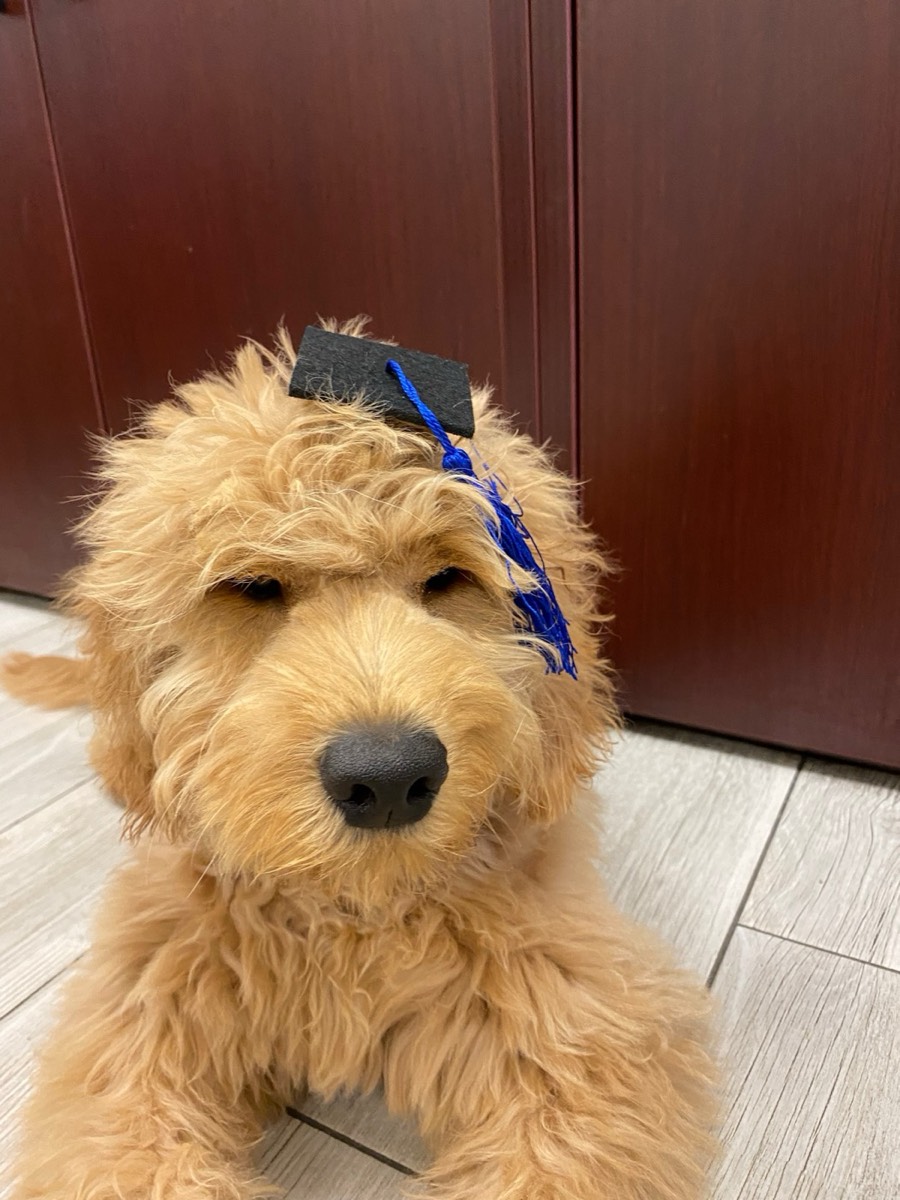 Does a Goldendoodle Actually Shed?