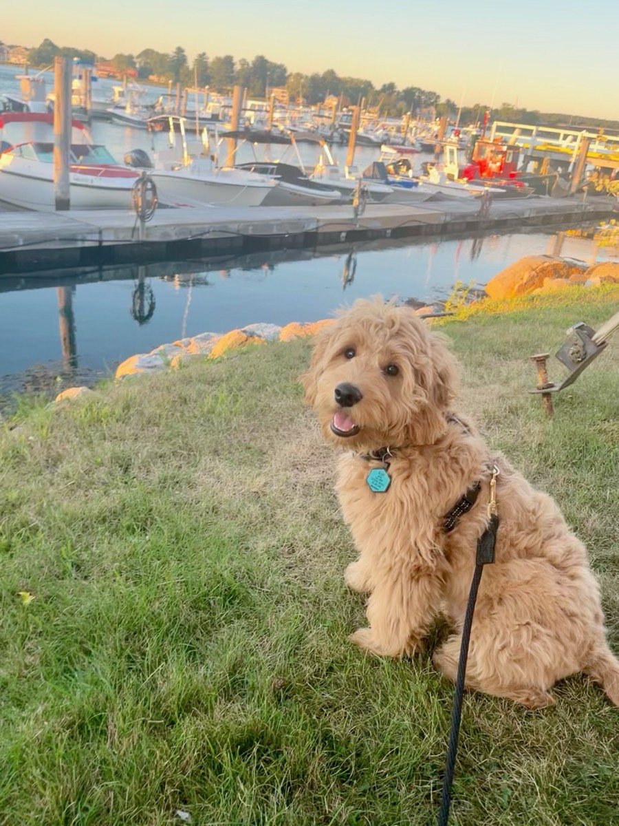 Living With a Goldendoodle in Orange County