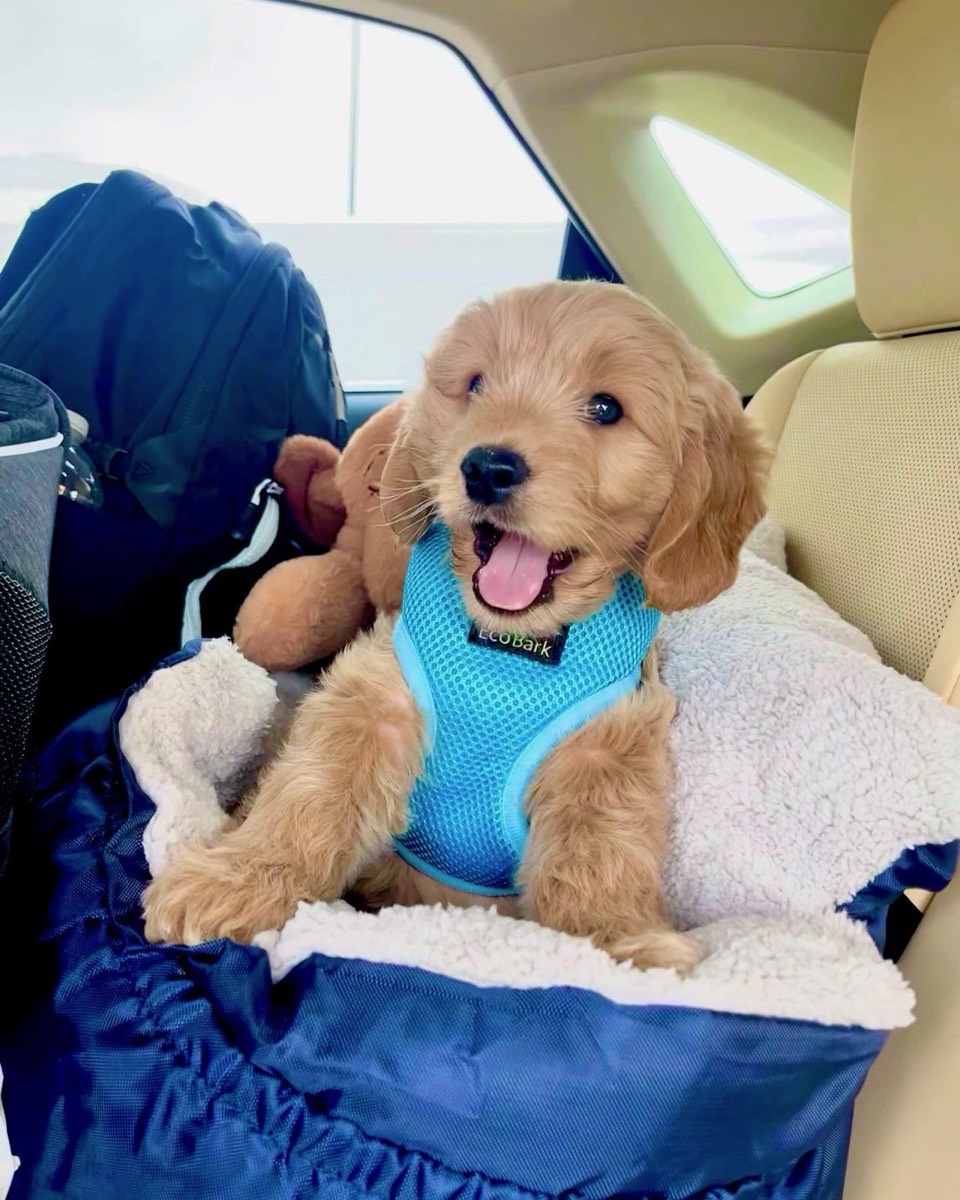 How to Introduce a New Dog to Your Resident Dog