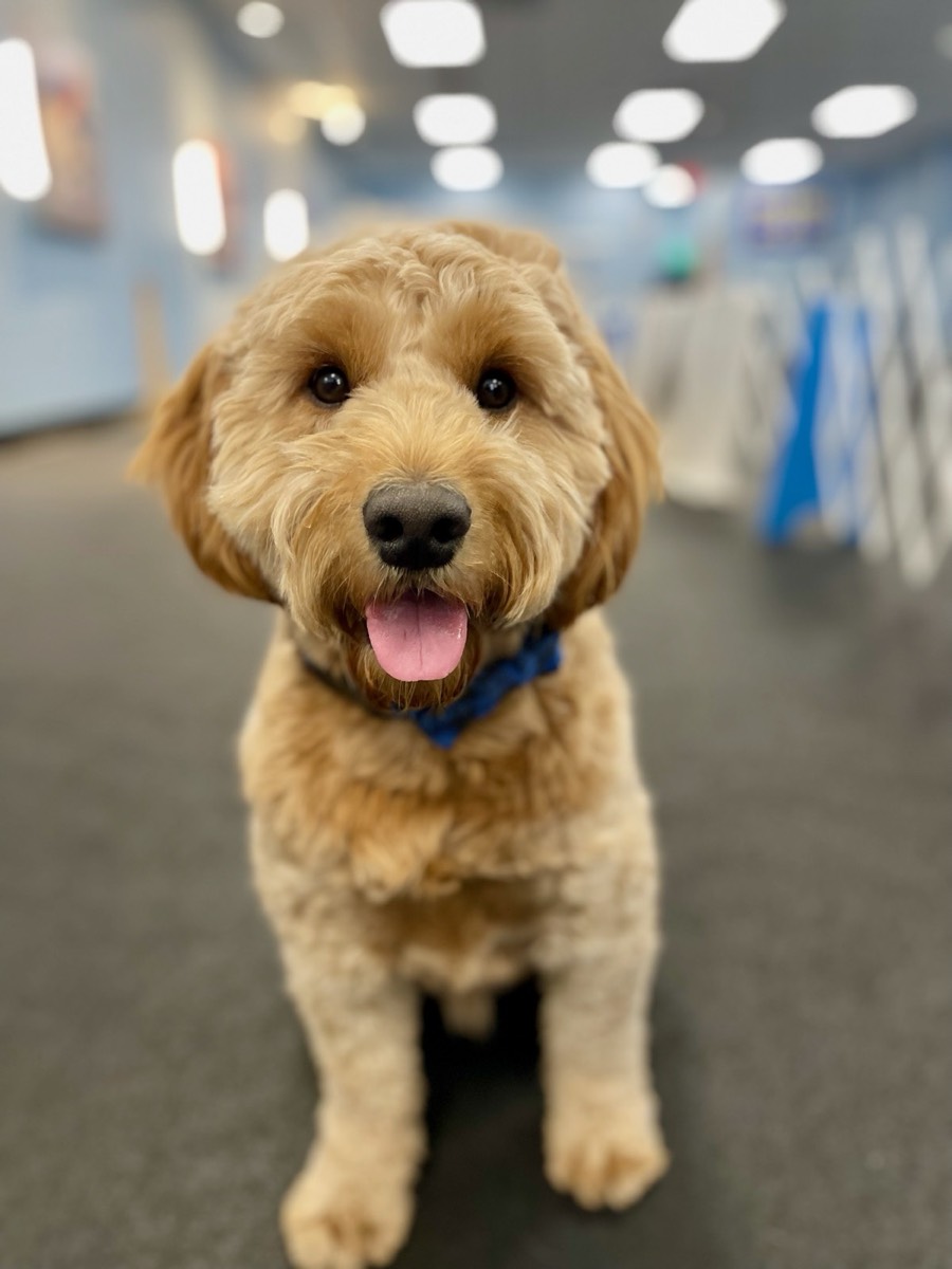 How to Clean a Goldendoodle's Ears