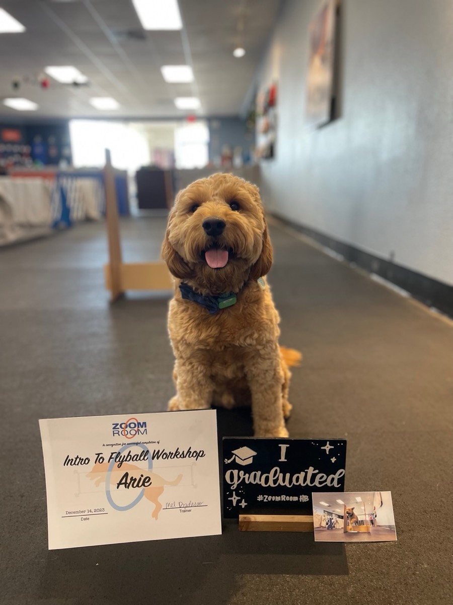 Dog Dental Care: What Actually Matters