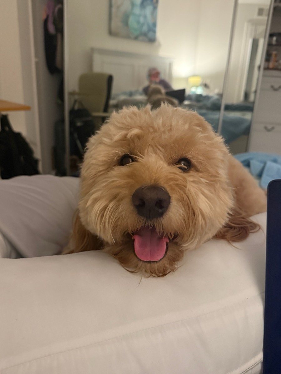 How to Trim a Dog's Nails at Home