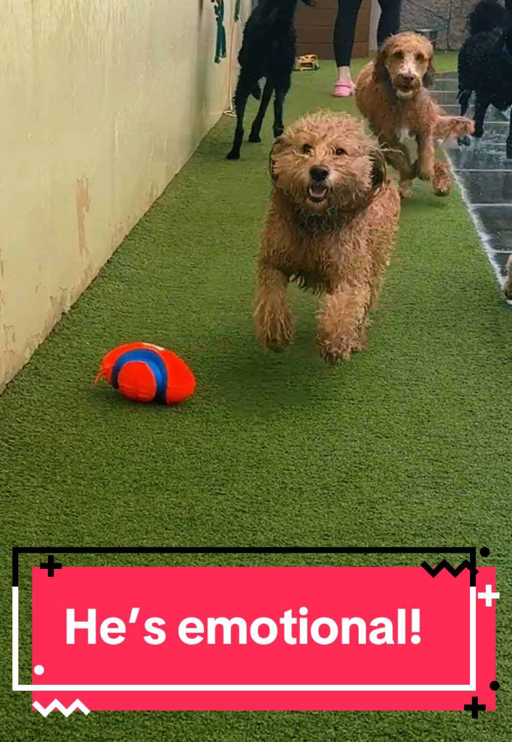 Surprising My Dog at Swim Class