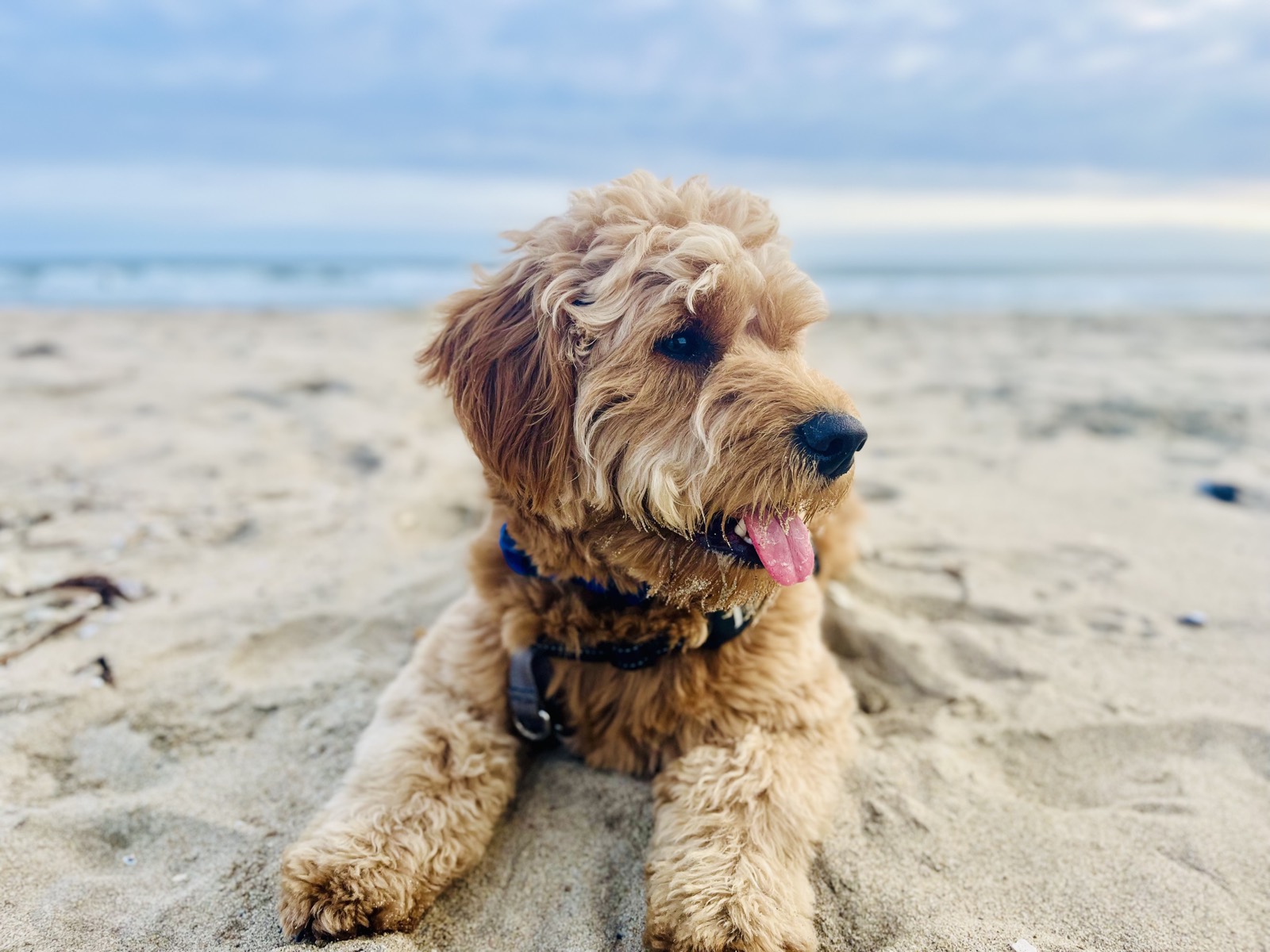 Arie Safari the Goldendoodle at the beach