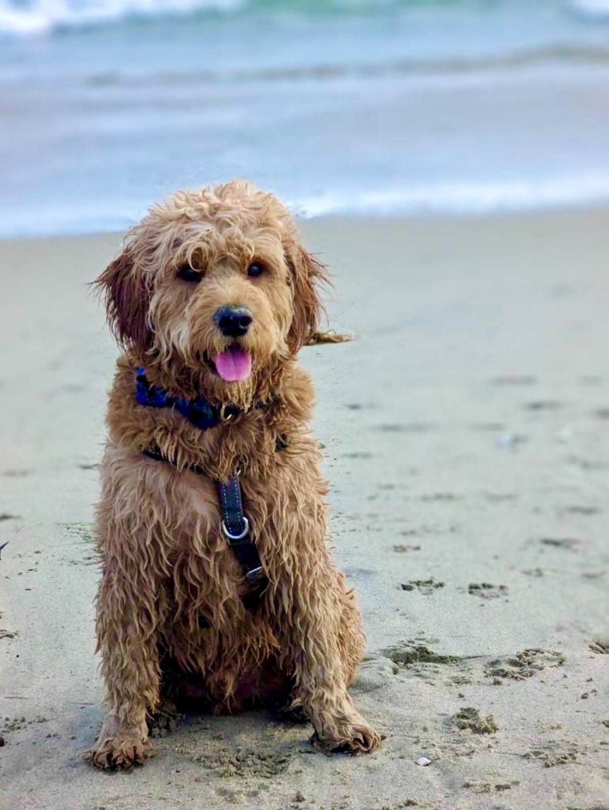 Arie the Goldendoodle — Strategic Nap Placement video thumbnail
