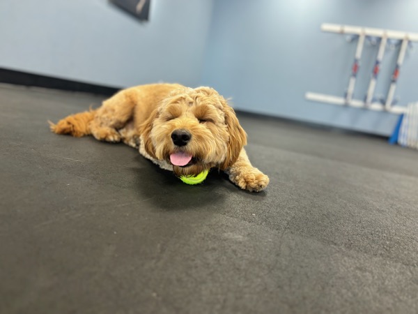 Arie with his ball