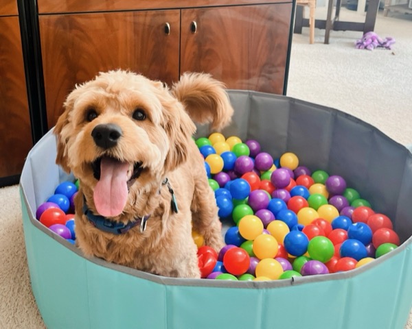 Arie in his ball pit