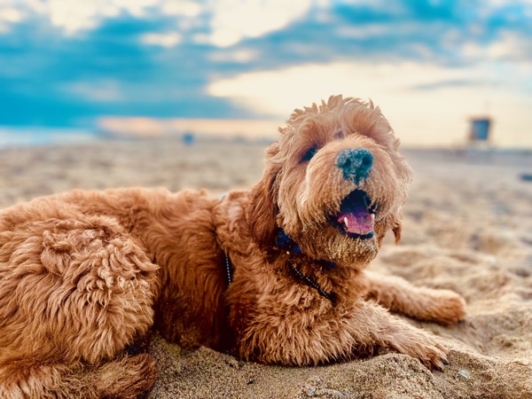 Arie on the sand at golden hour