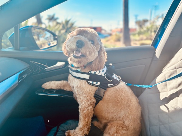 Arie clipped in for a car ride