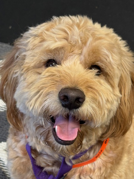 Arie with his collar on, mid grin
