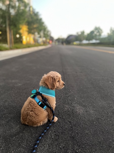 Arie in his harness on a morning walk