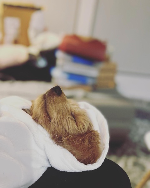 Arie asleep after a long chew