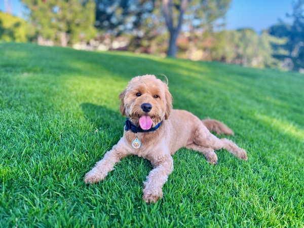 Arie waiting on the grass