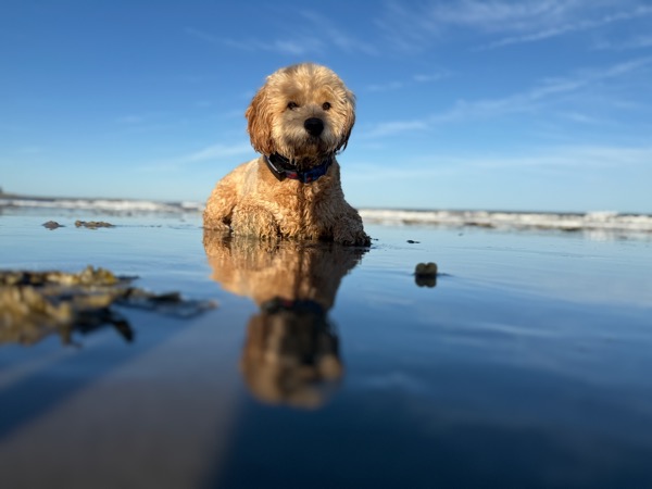 Arie standing in the shallows