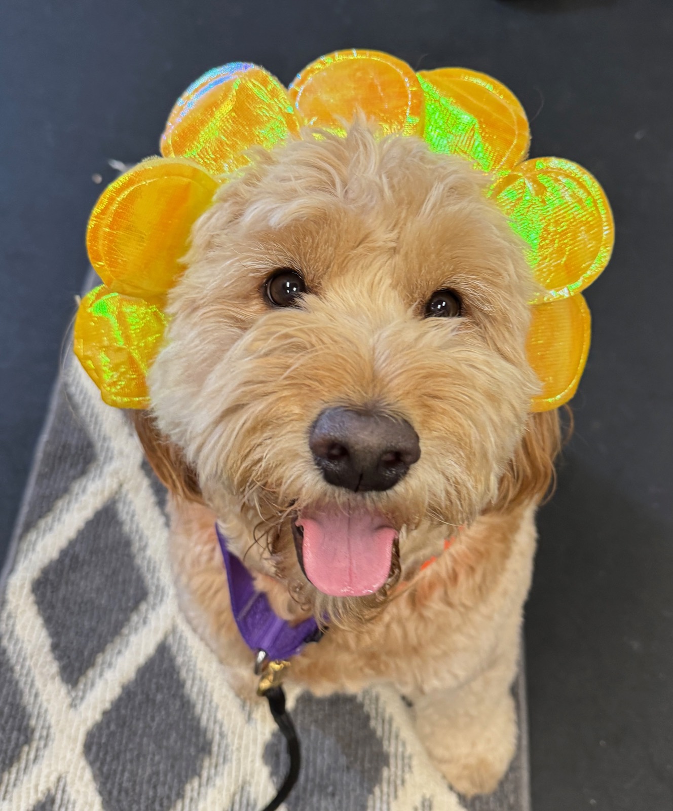 Arie with flower crown