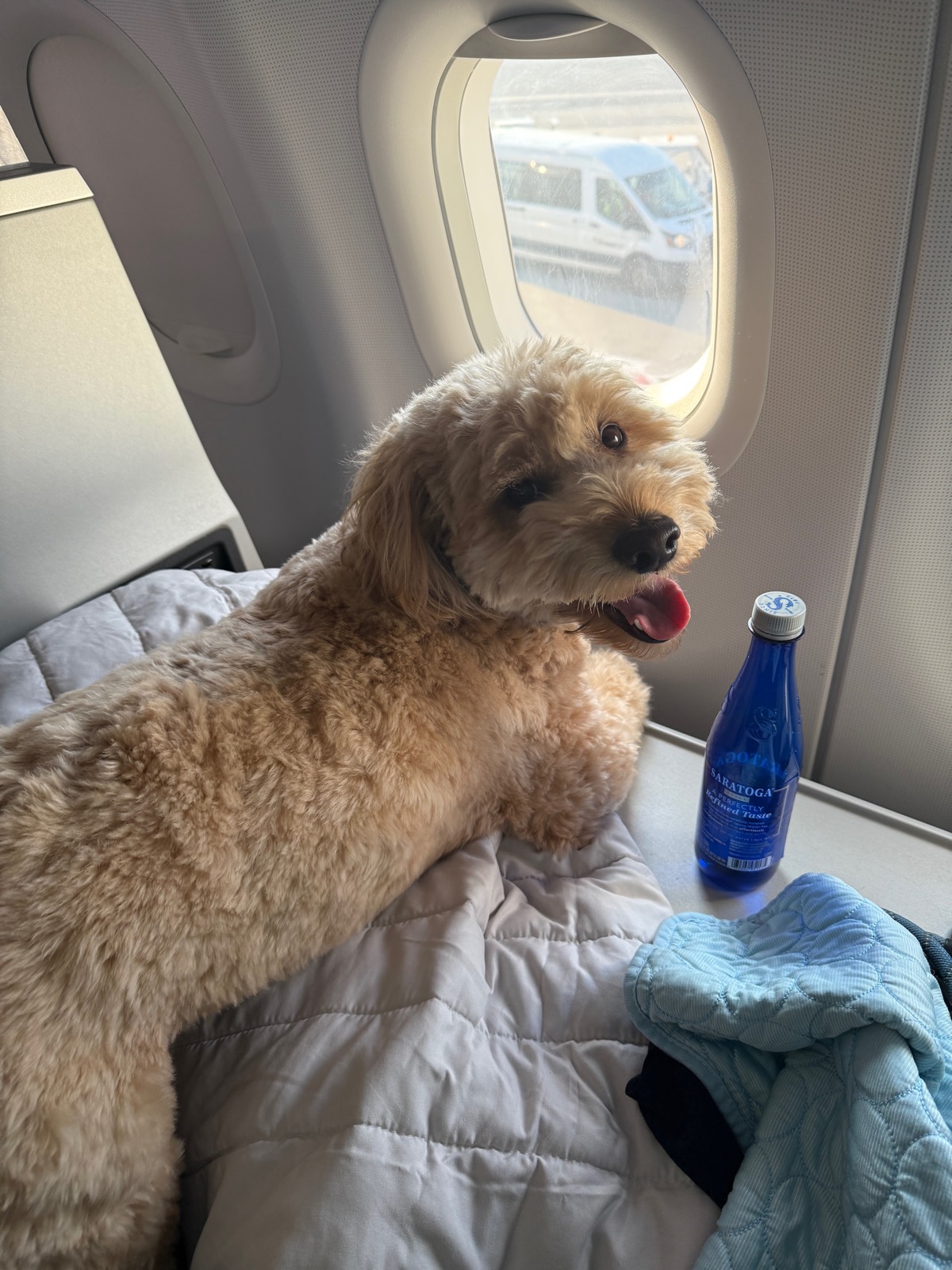 How to Travel With a Dog on a Plane